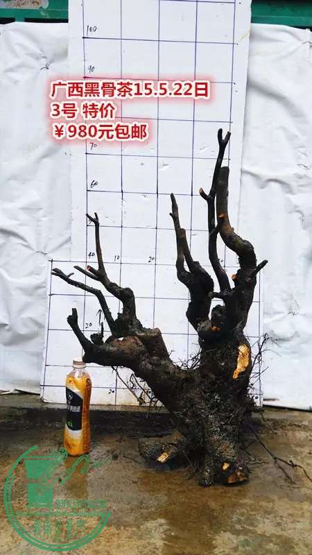 psb (3).jpg