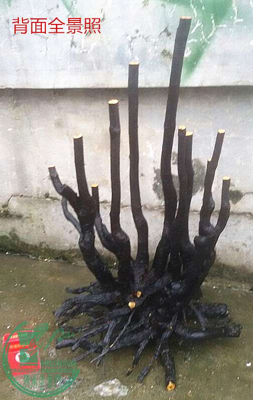 12_.jpg
