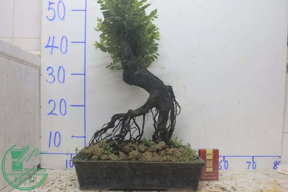 psb (8).jpg