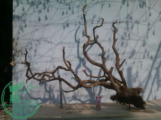 IMAG0439.jpg