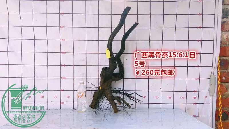 psb (14).jpg