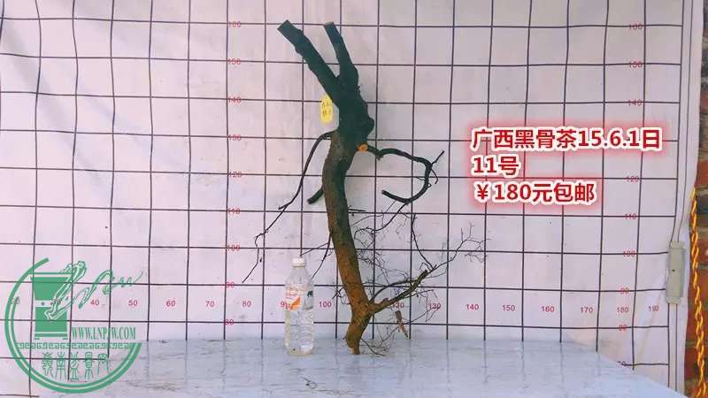 psb (26).jpg