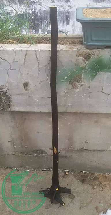 12_.jpg