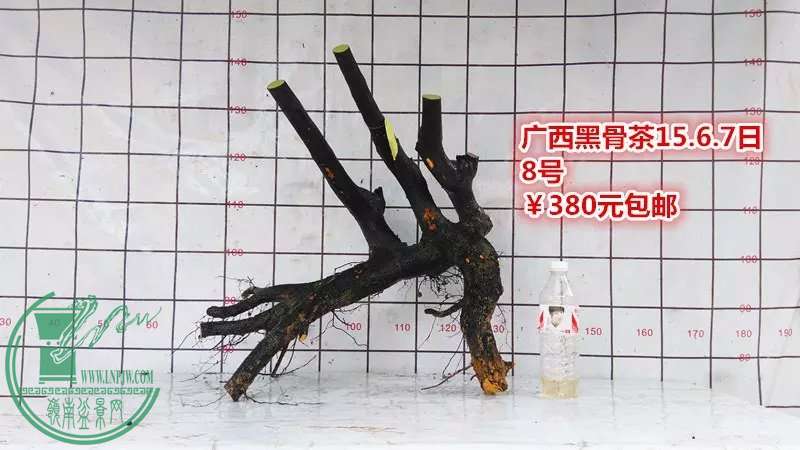 psb (16).jpg
