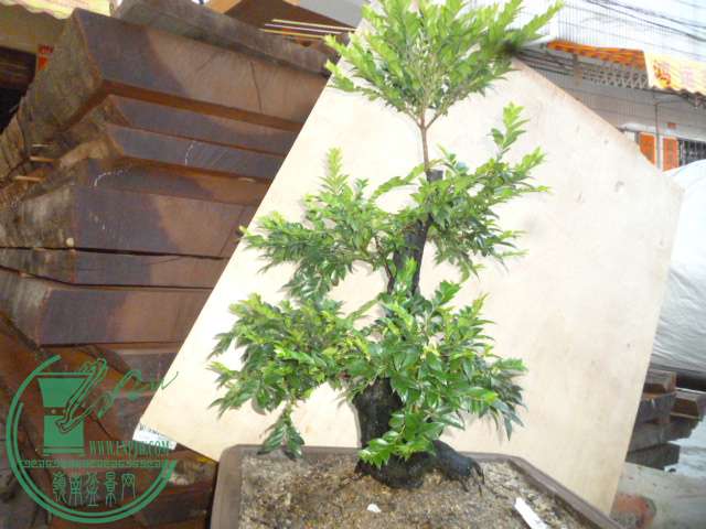 P1140012.JPG