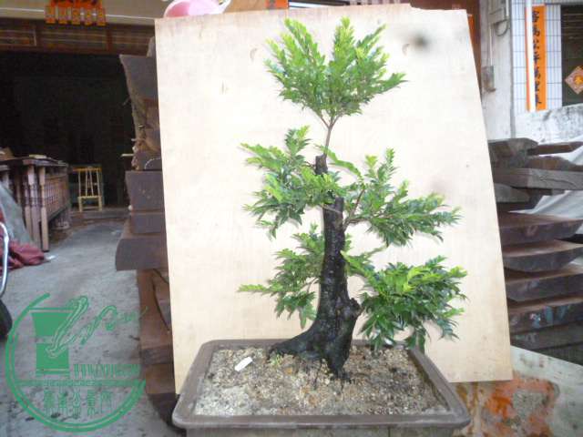 P1140008.JPG
