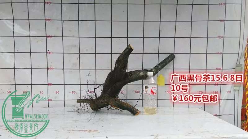 psb (19).jpg