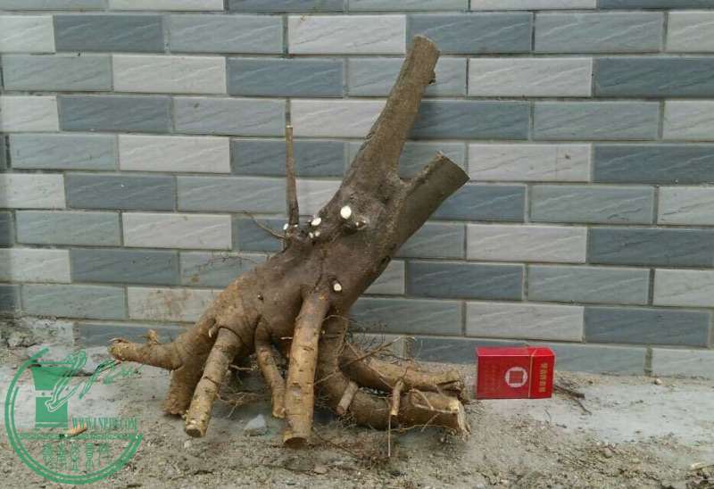 image.jpg