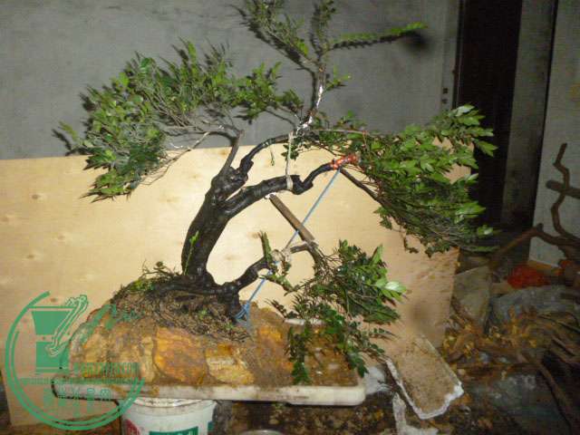 P1130945.JPG