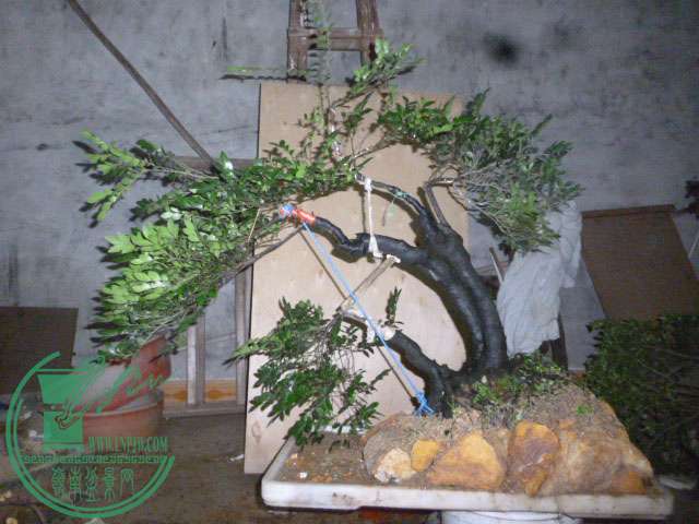 P1130938.JPG