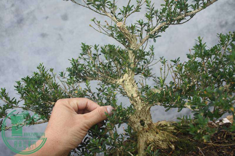 Ƭ20131026ۺ 3311.jpg