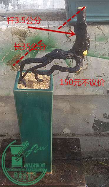 12_1.jpg