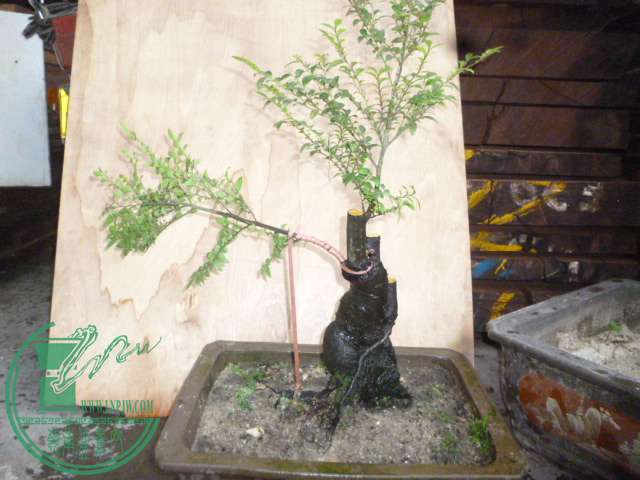 P1140040.JPG