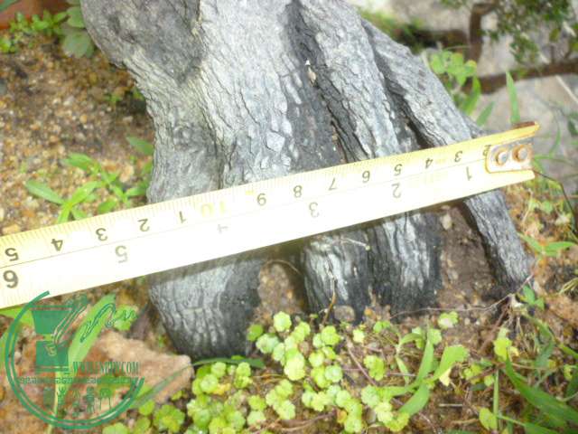 P1140062.JPG