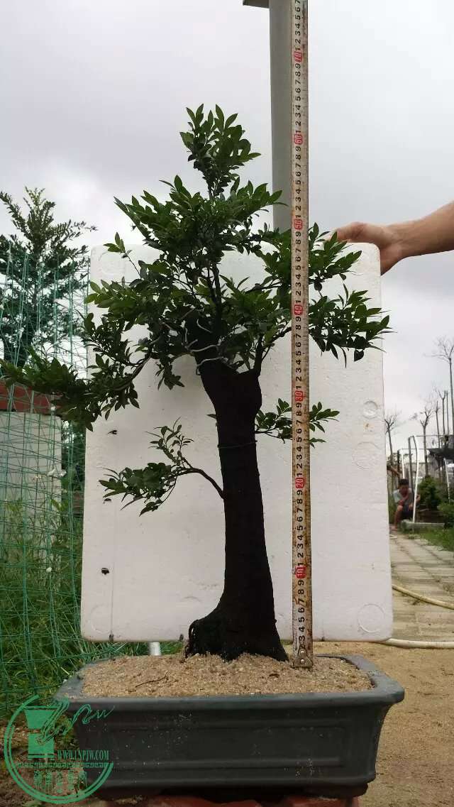 12223.jpg