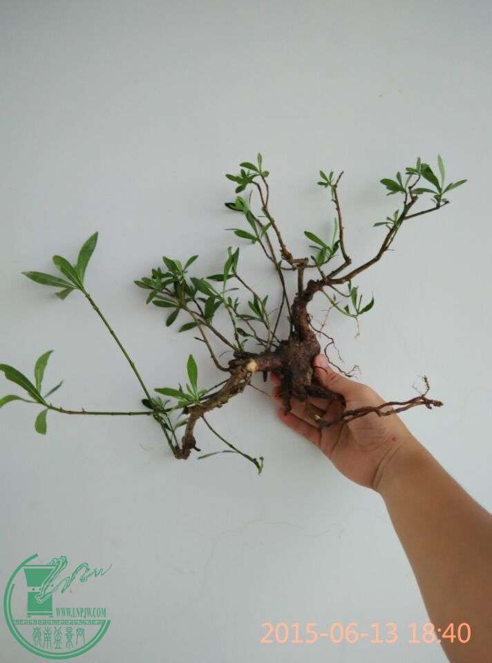 QQͼƬ20150613185921.jpg
