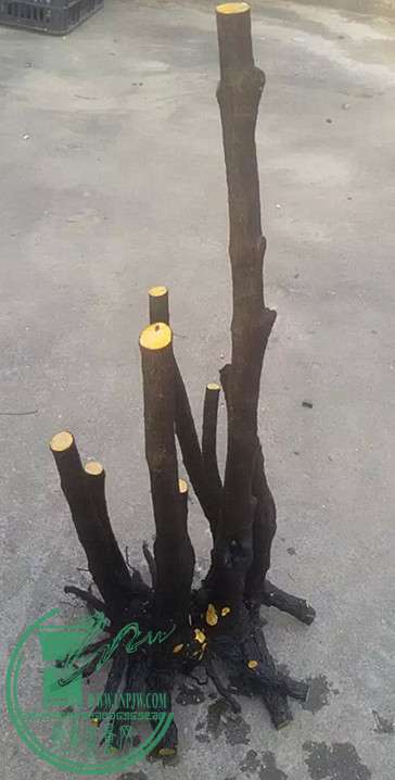 8_.jpg