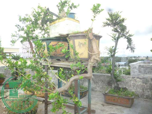 P1140066.JPG