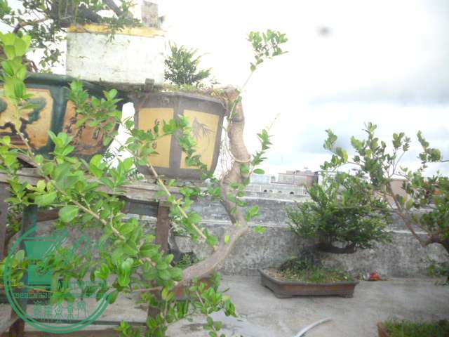 P1140068.JPG