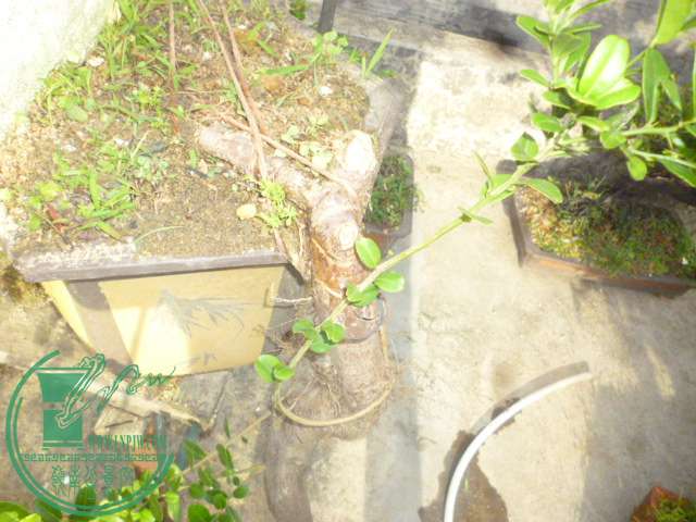 P1140074.JPG