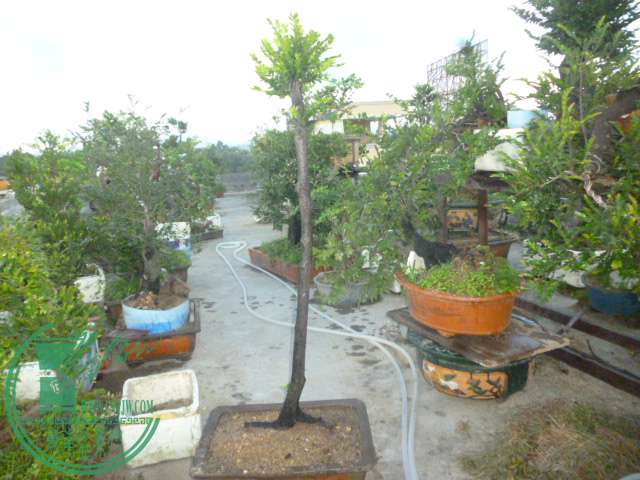 P1140077.JPG