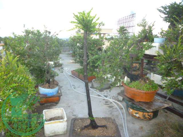 P1140079.JPG