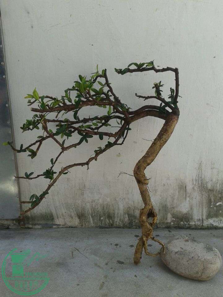 QQͼƬ20150614195308.jpg