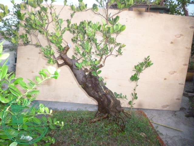 P1140109.JPG