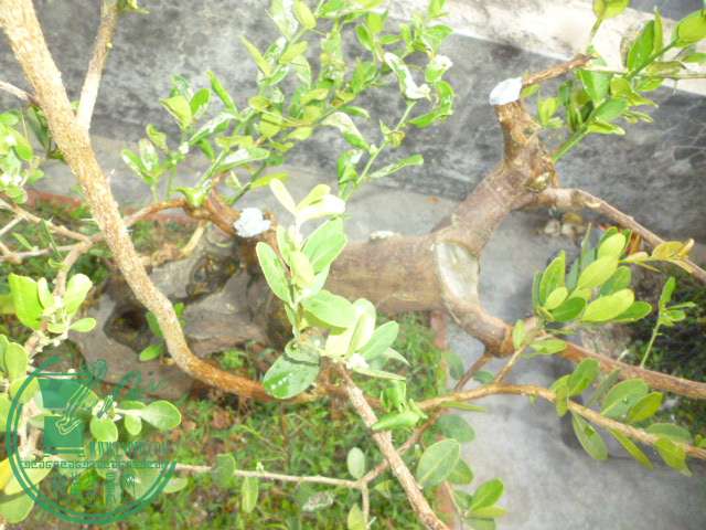 P1140116.JPG