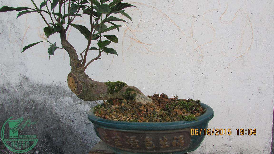 IMG_0018.JPG
