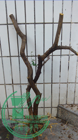 QQͼƬ20150625220029.png