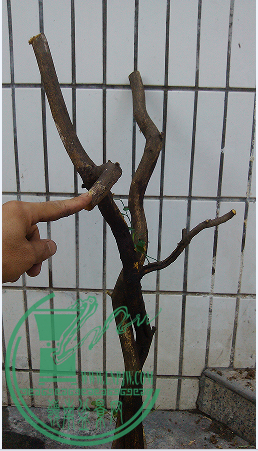 QQͼƬ20150625220206.png
