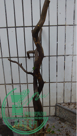 QQͼƬ20150625220243.png