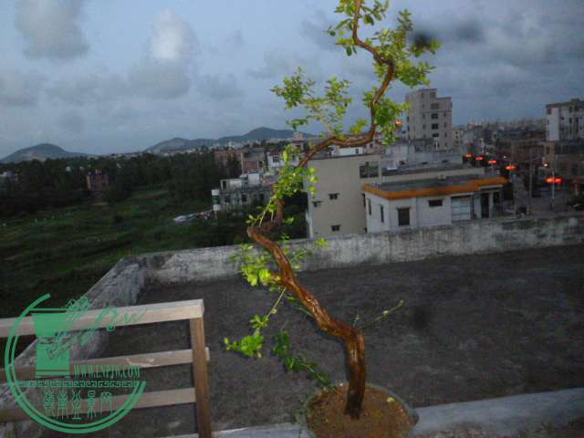 P1140128.JPG