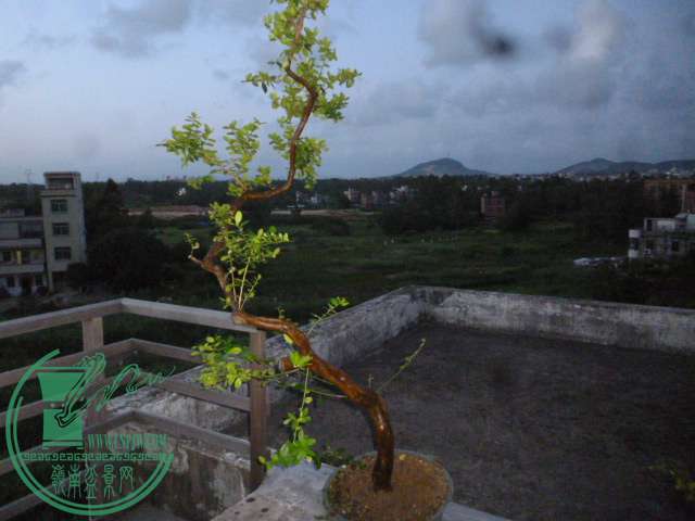 P1140129.JPG