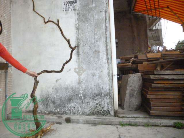 P1110082.JPG