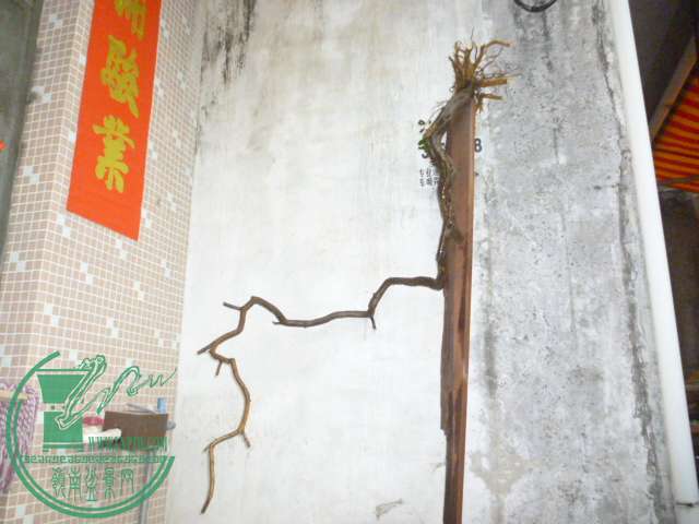 P1110071.JPG