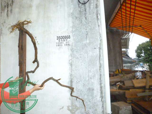 P1110077.JPG