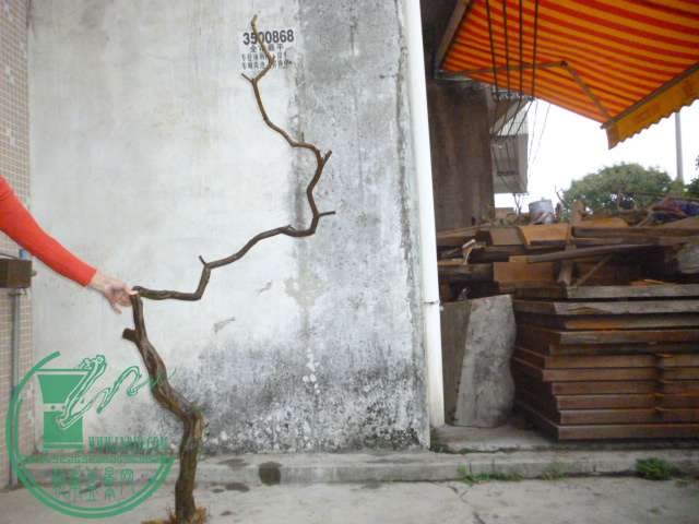 P1110080.JPG