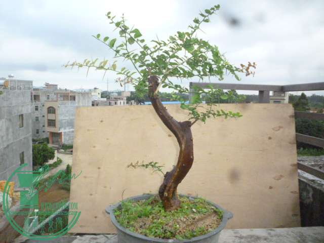 P1140155.JPG