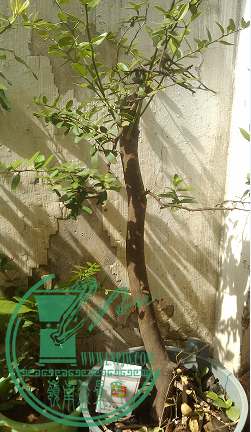 QQͼƬ20150627214613.png