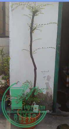 QQͼƬ20150627214626.png