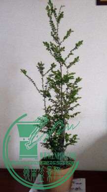 B$4[CQF]@`6G{C3RABH@F7}Y.jpg