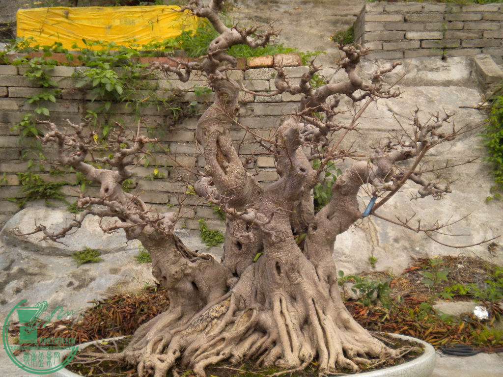DSCN8194.JPG