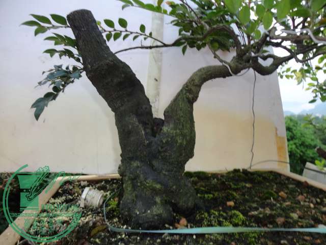 DSC02546.JPG