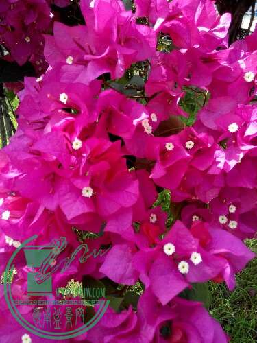 IMG_20150707_095405.jpg