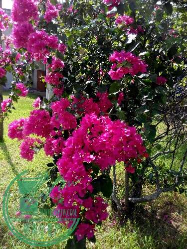 IMG_20150707_095411.jpg