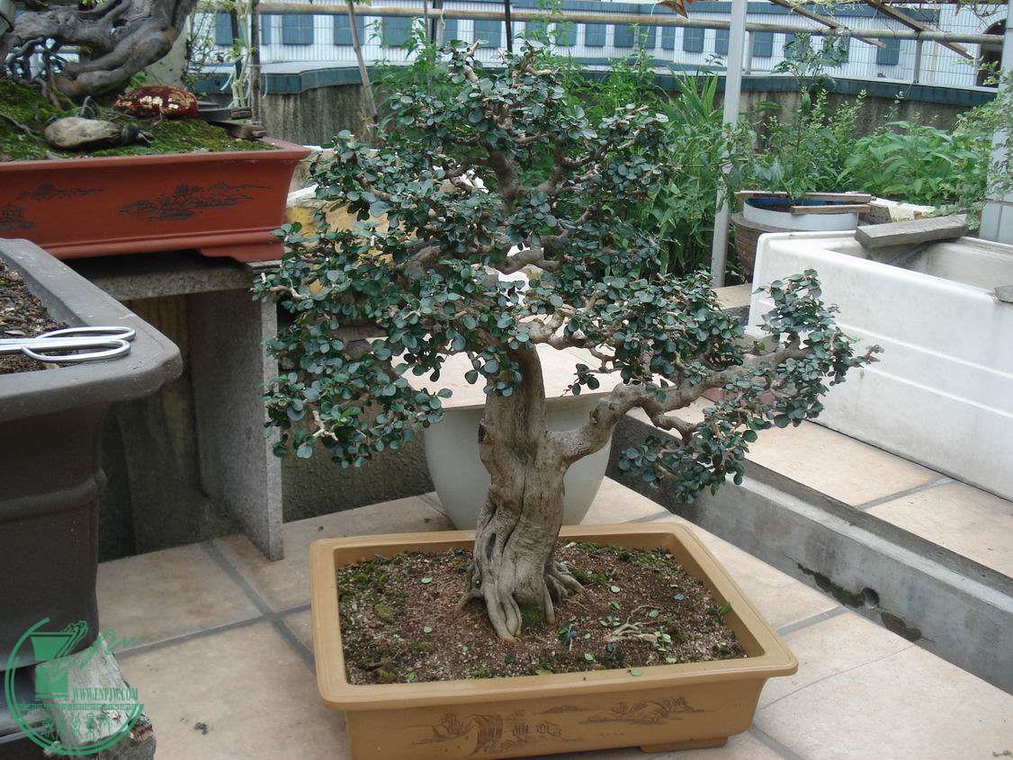С DSC00034.JPG