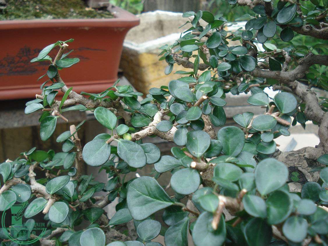 С DSC00038.JPG