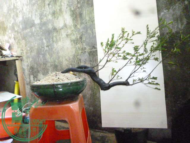 P1140311.JPG